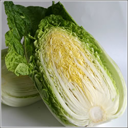新鮮朝採り　白菜