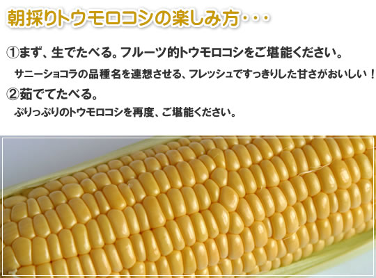 朝採りとうもろこし